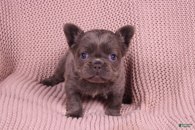 French Bulldog dogs Janet - Ad 2
