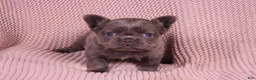 French Bulldog dogs for sale: Janet - Ad 2