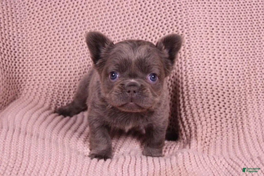 French Bulldog dogs for sale: Janet - Ad 2
