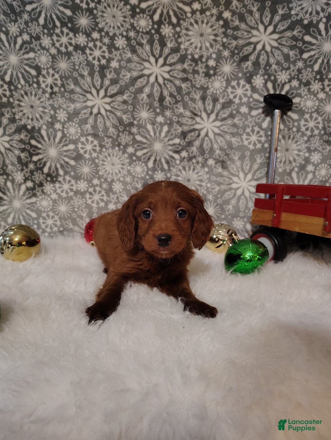 Irish Doodle dogs for sale: Gunner - Ad 4