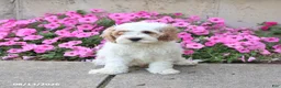 Cockapoo dogs for sale: Diamond - Ad 3