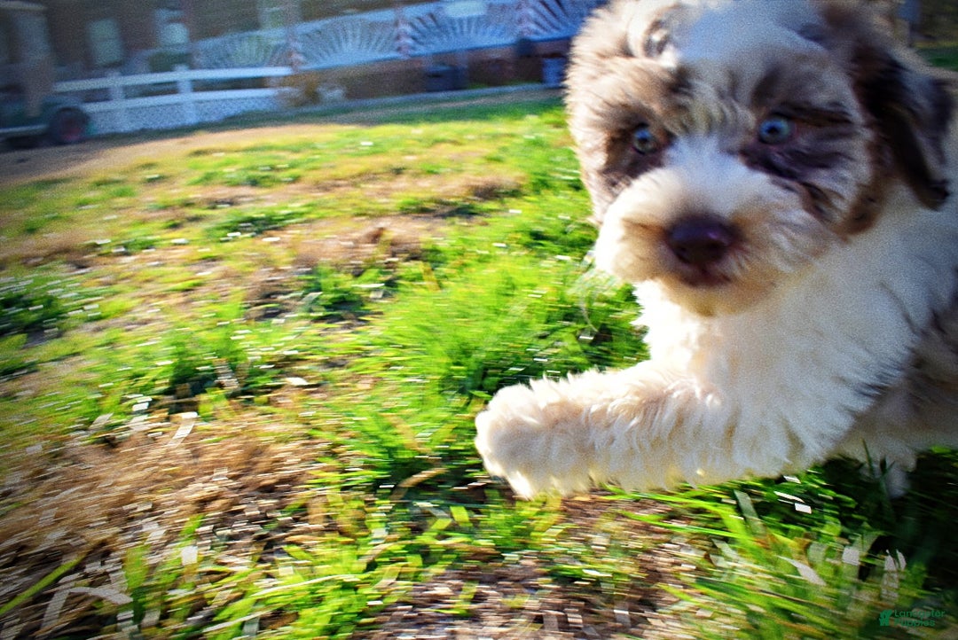 Havapoo dogs for sale: Precious - Ad 24