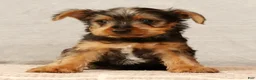 Yorkshire Terrier dogs for sale: Handsome - Ad 5