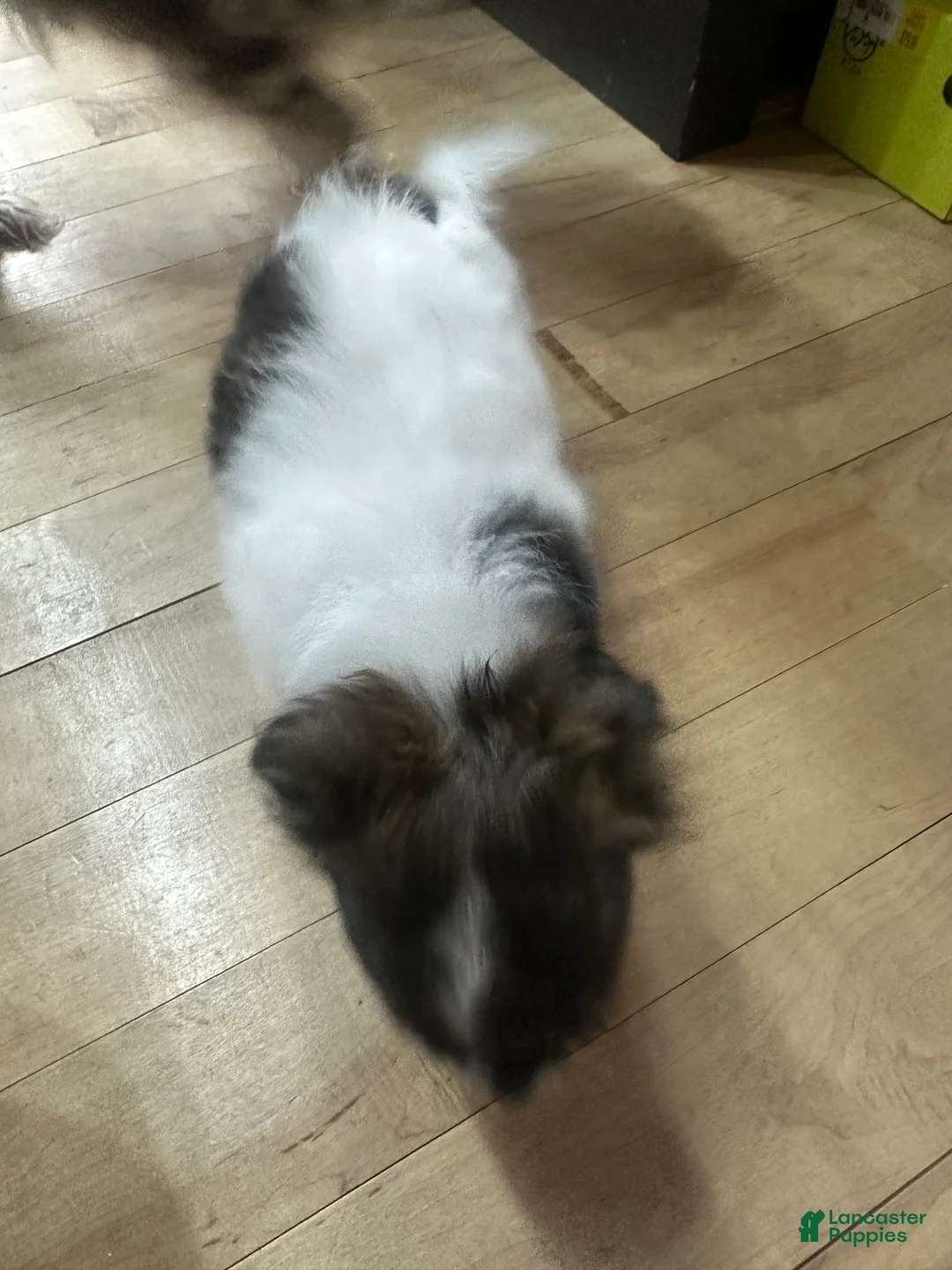 Chihuahua dogs for sale: Chihuahua Puppy 2 - Ad 4