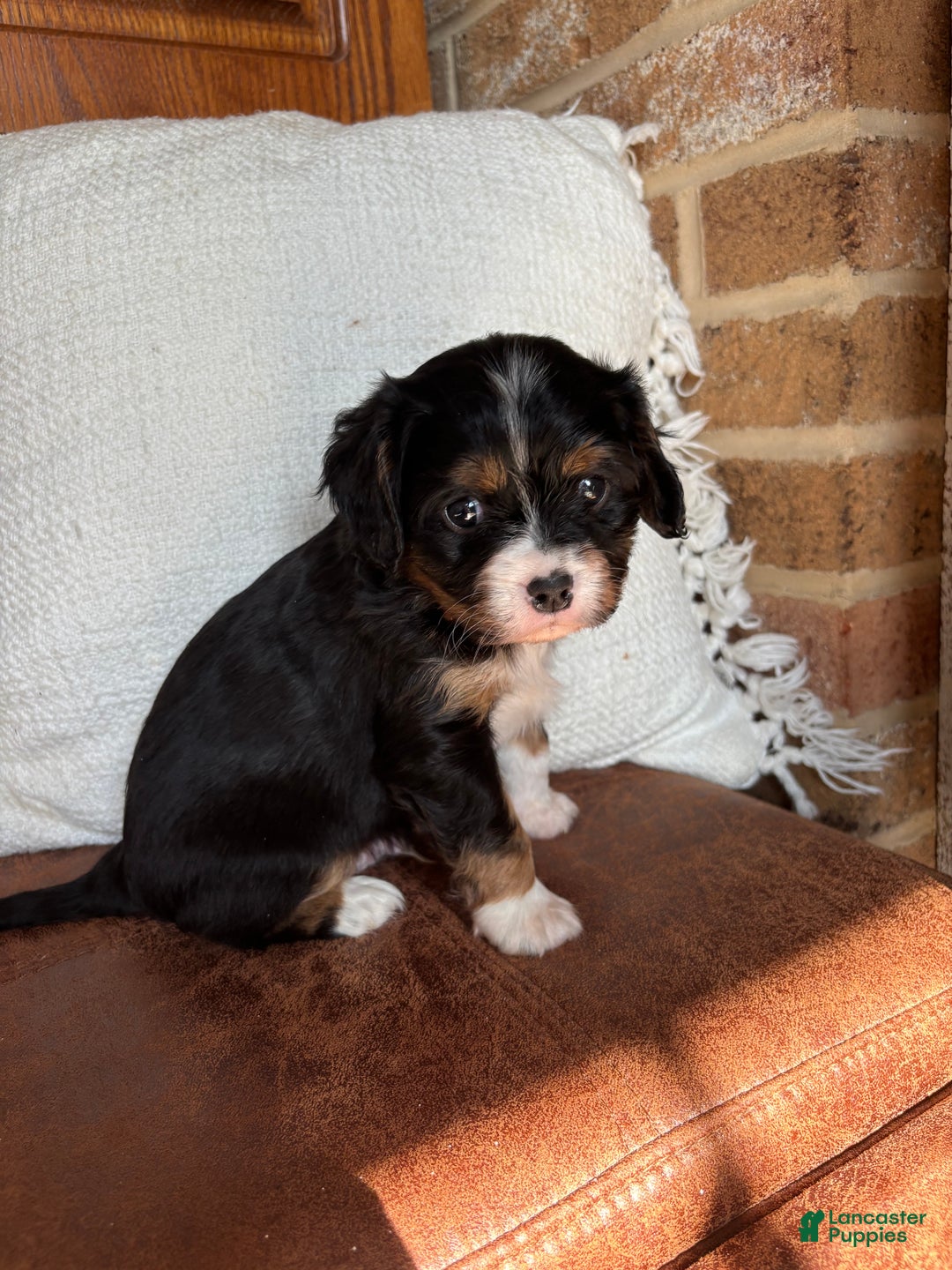 Miniature Bernese Mountain Dog dogs for sale: Muskrat - Ad 4