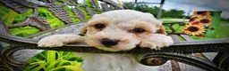 Havapoo dogs for sale: Ashley-SUMMER SALE!! $100 off listed price-this week only! - Ad 5