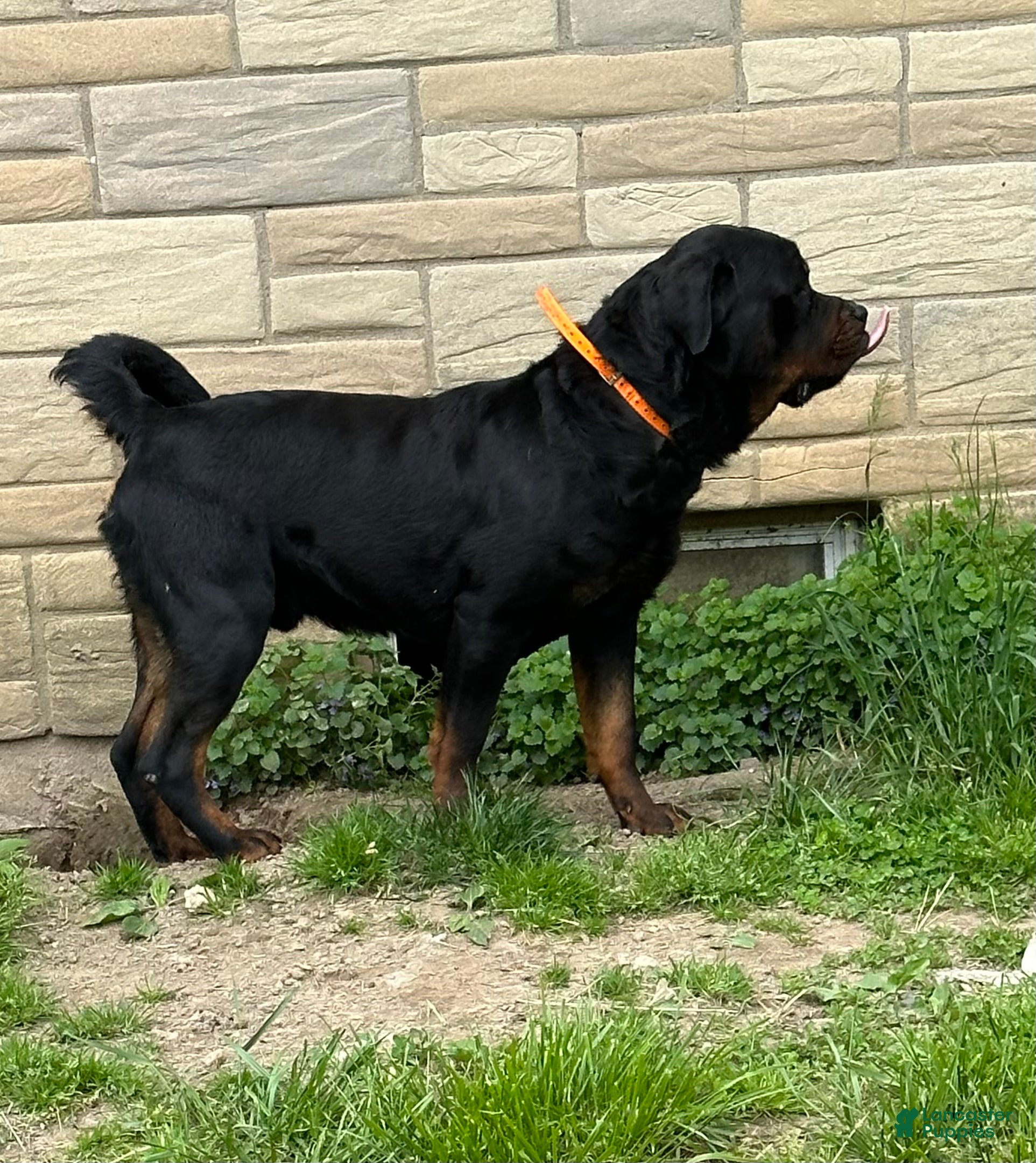 Rottweiler dogs Puppy 1 - Ad 2