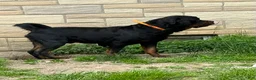 Rottweiler dogs for sale: Puppy 1 - Ad 2