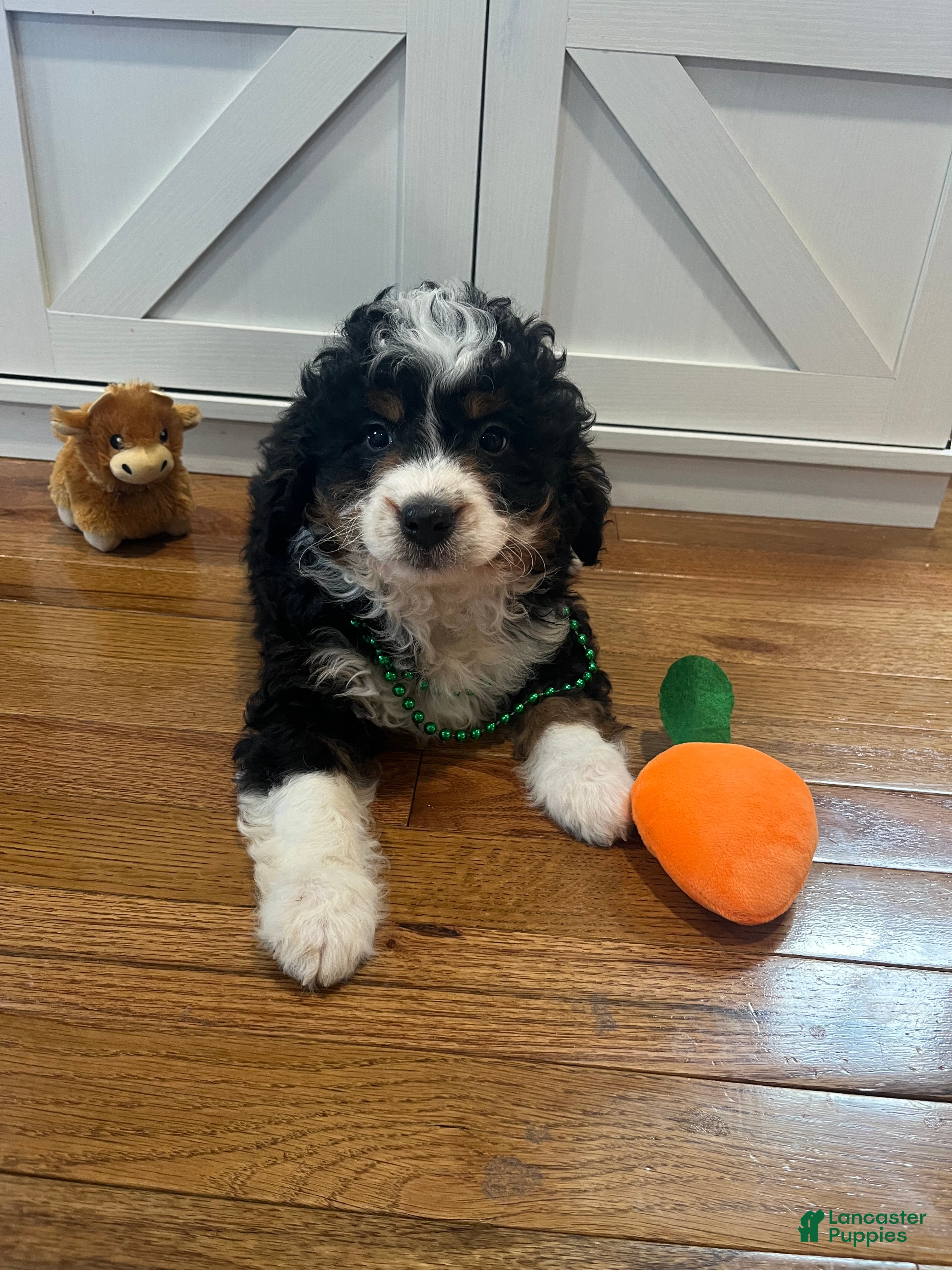 Mini Bernedoodle dogs Whiskey  - Ad 2