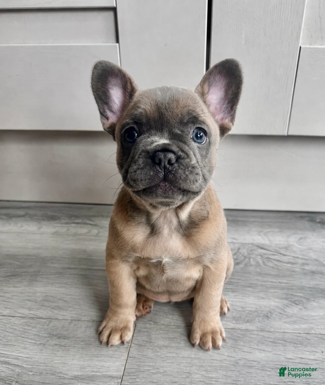 French Bulldog dogs Rock - Ad 36