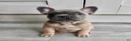 French Bulldog dogs for sale: Rock - Ad 1