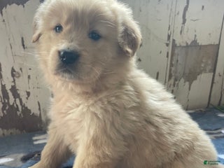 Mixed Breed dogs Willow - Ad 8
