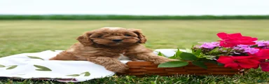 Cookie