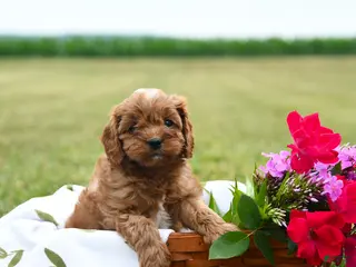 Cavapoo dogs for sale: Cookie - Ad 2
