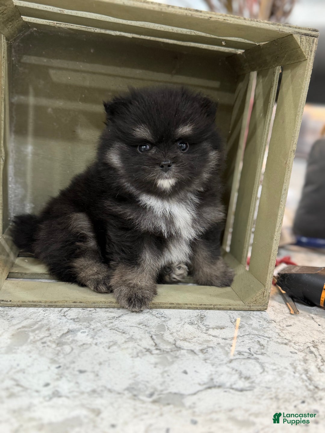 Pomeranian dogs for sale: Gus - Ad 4