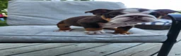 English Bulldog dogs for sale: Remy - Ad 5