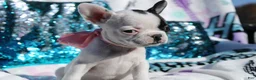 French Bulldog dogs for sale: Amber - Ad 5