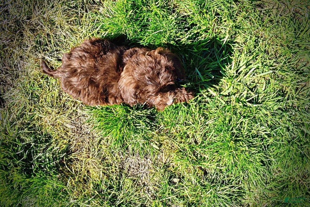 Havapoo dogs for sale: Gonzo  - Ad 7