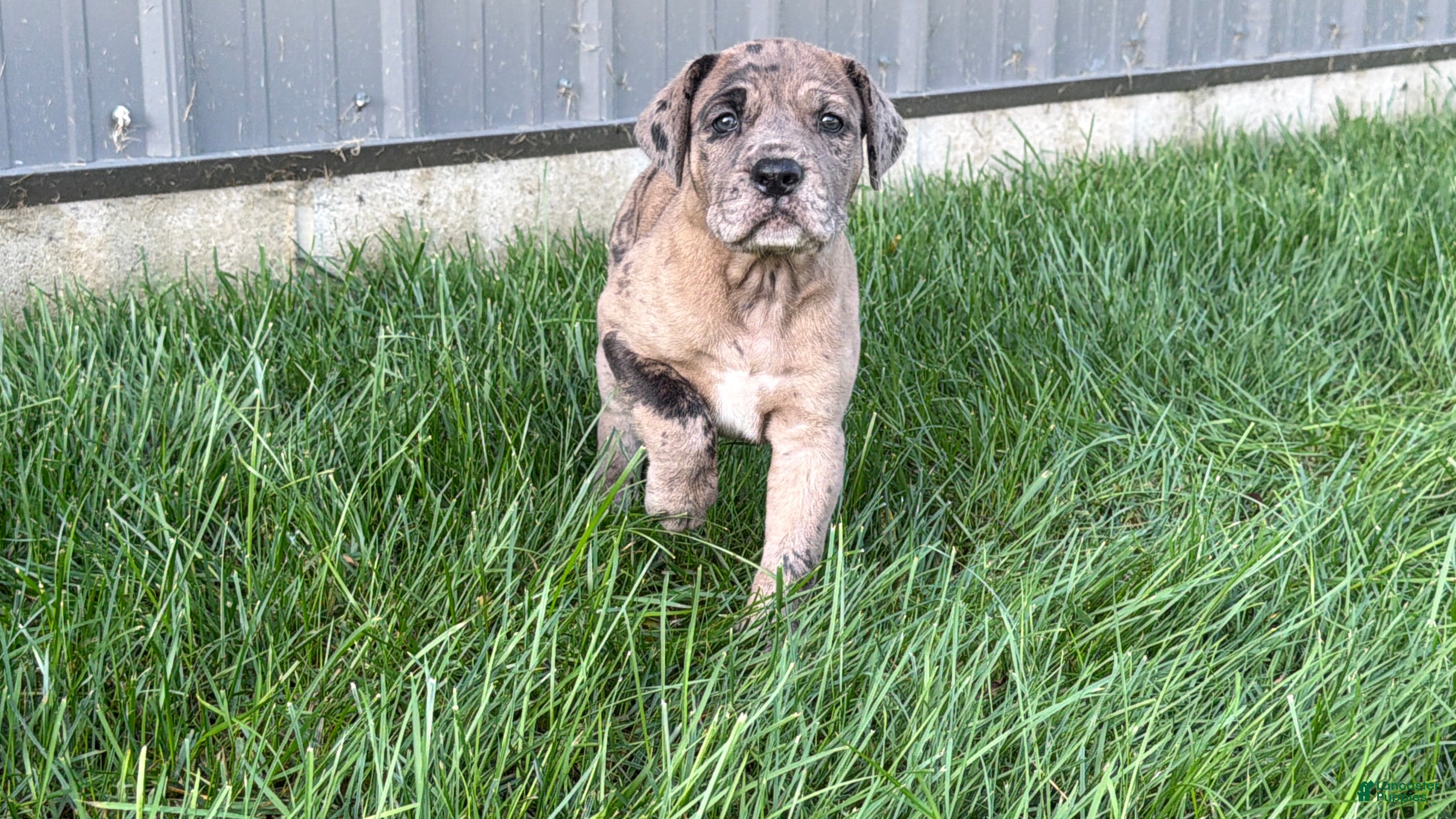 Great Dane dogs Anastasia  - Ad 2