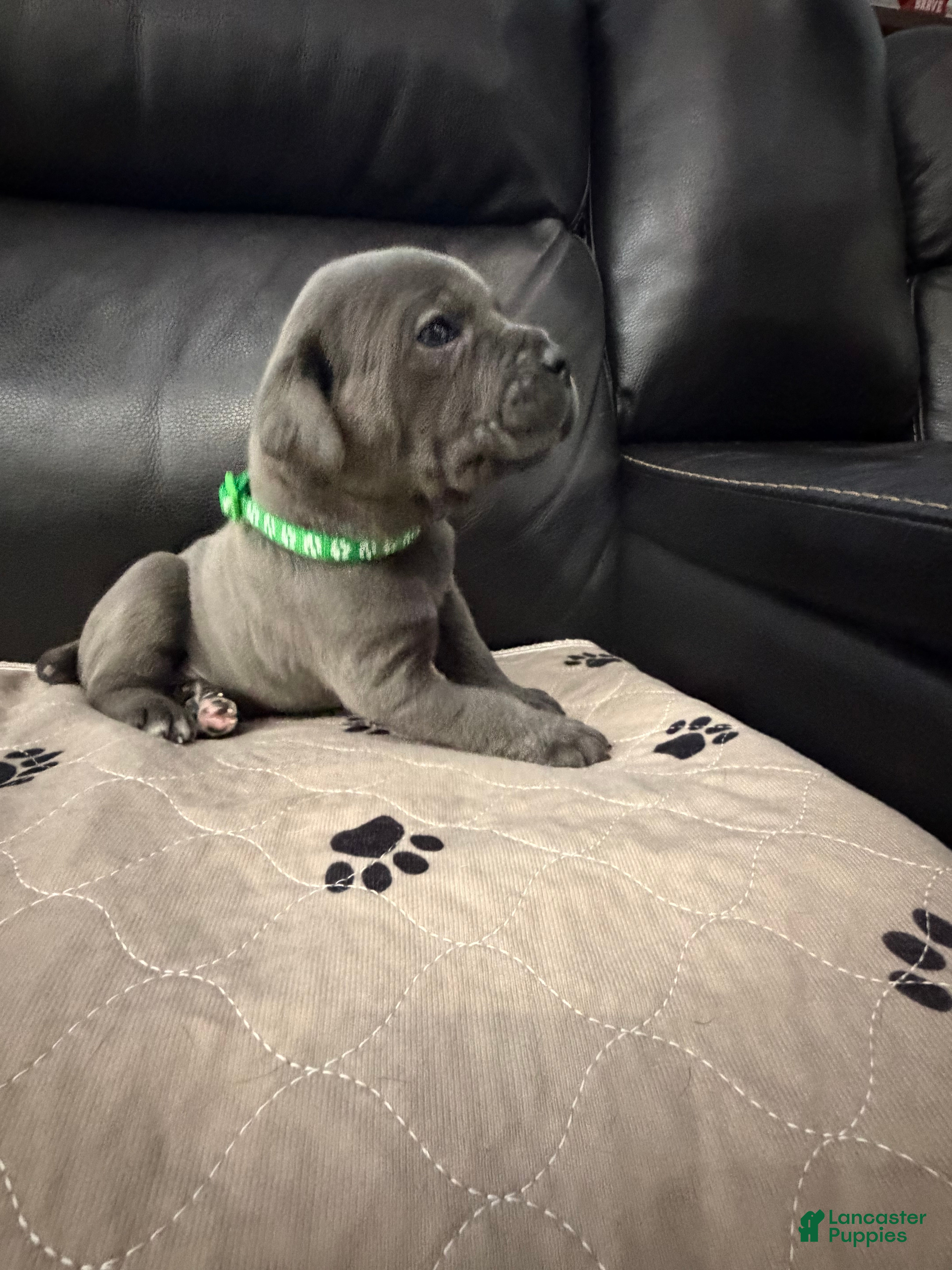 Cane Corso dogs Green Collar - Bugsy - Ad 1