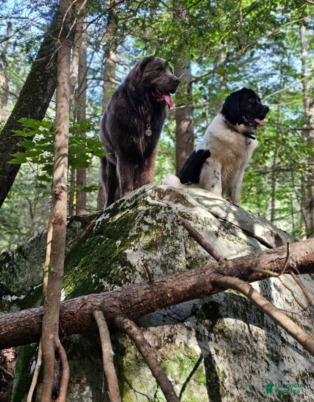 Newfoundland dogs for sale: Newfoundland Puppy 1 - Ad 4