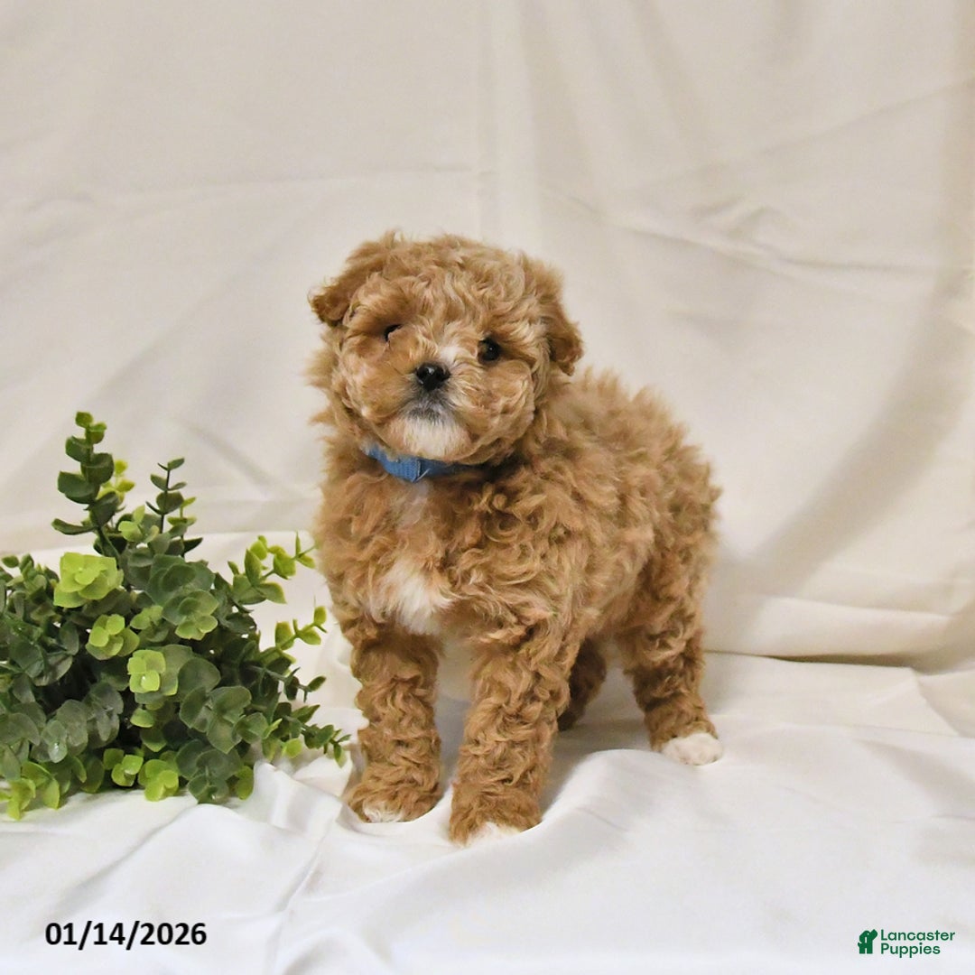 Bichpoo dogs for sale: Shelley - Ad 3