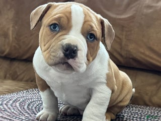 American Bully dogs Diesel - Ad 28