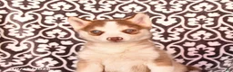 Pomsky dogs for sale: Chili - Ad 3