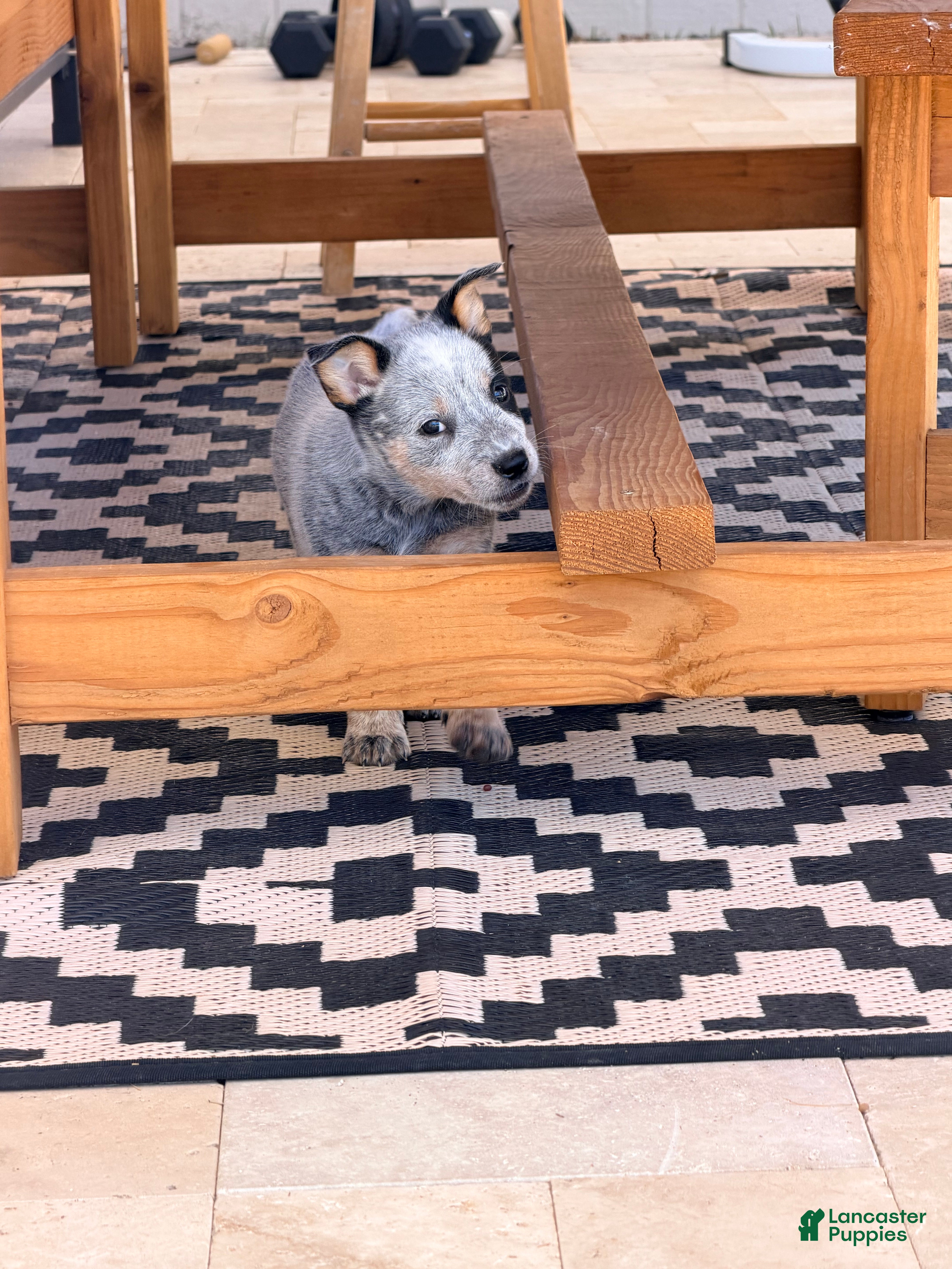 Australian Cattle Dog dogs for sale: Not available  - Ad 6