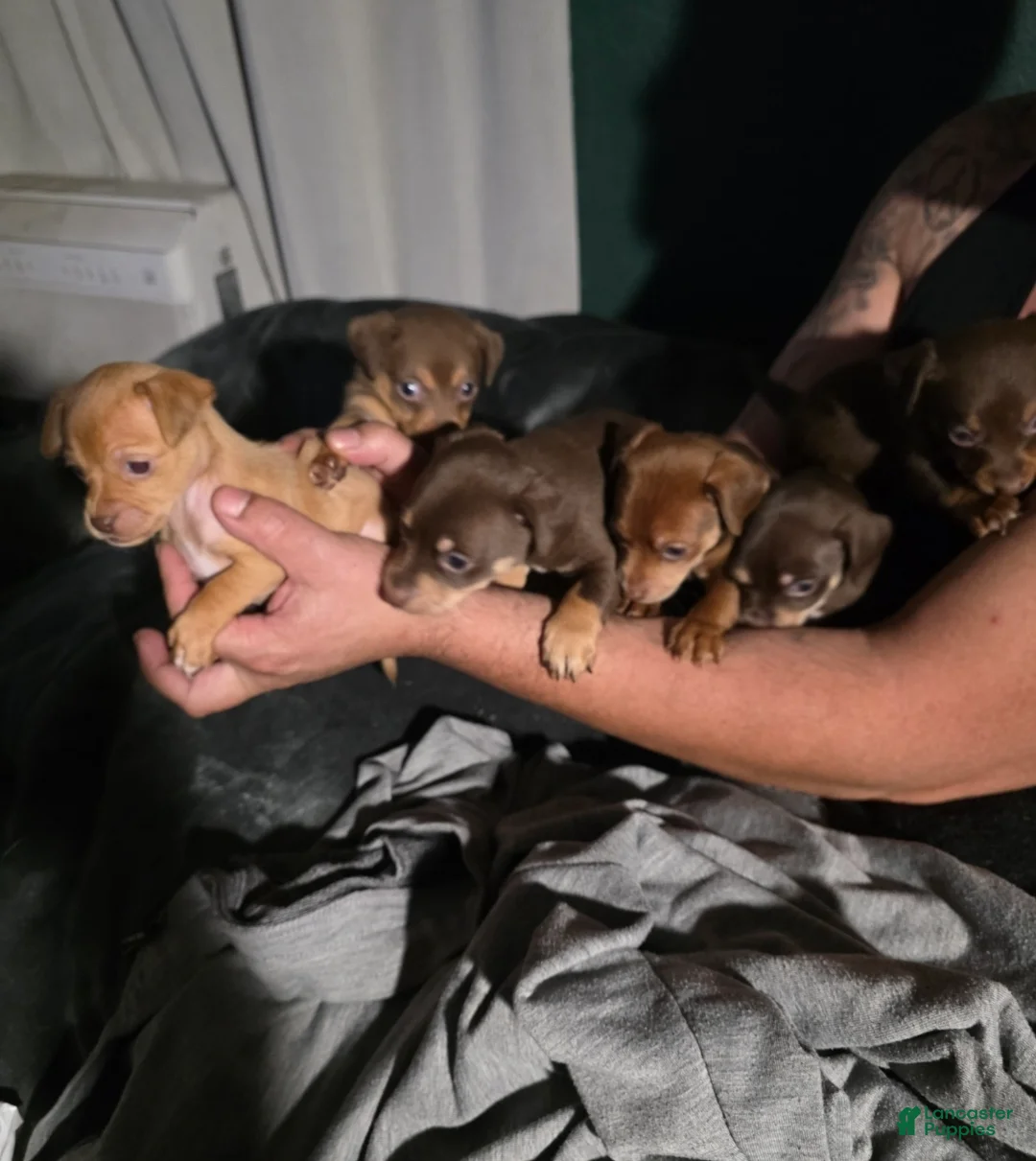 Chiweenie dogs for sale: Chiweenie Puppy 1 - Ad 8