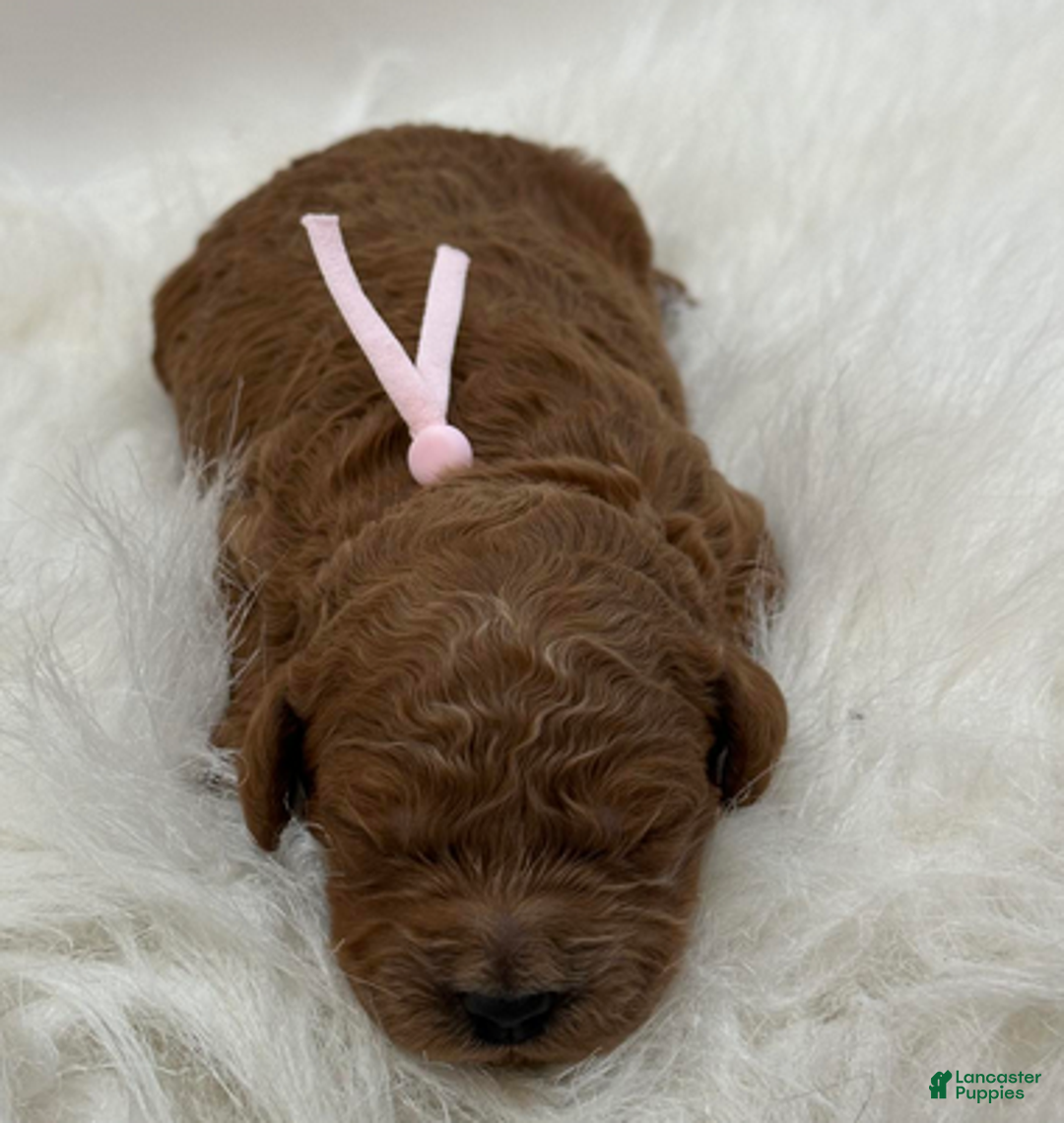 Goldendoodle dogs for sale: Pink Girl - Ad 2