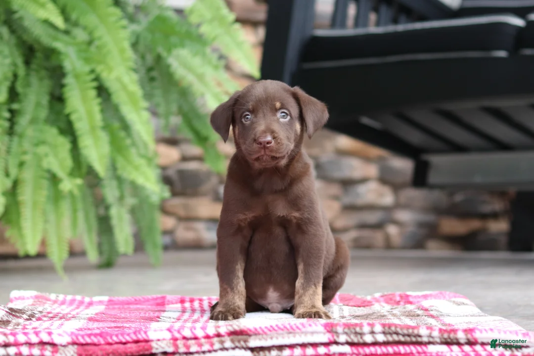 Labrador Retriever dogs for sale: Chase - Ad 1