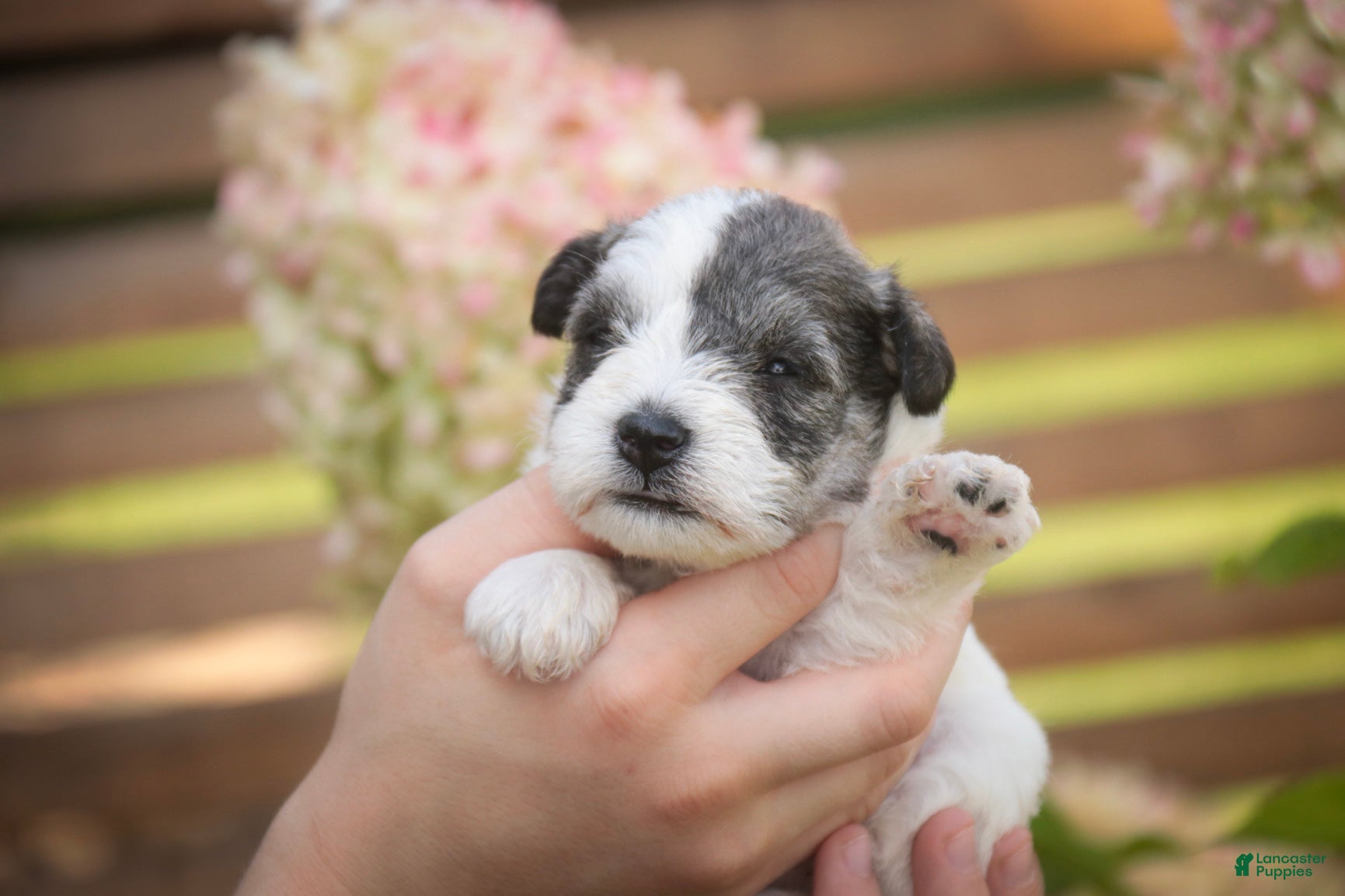Miniature Schnauzer dogs Magnolia Miniature Schnauzer - Ad 2