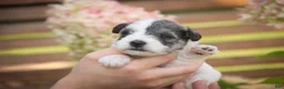 Miniature Schnauzer dogs for sale: Magnolia Miniature Schnauzer - Ad 2