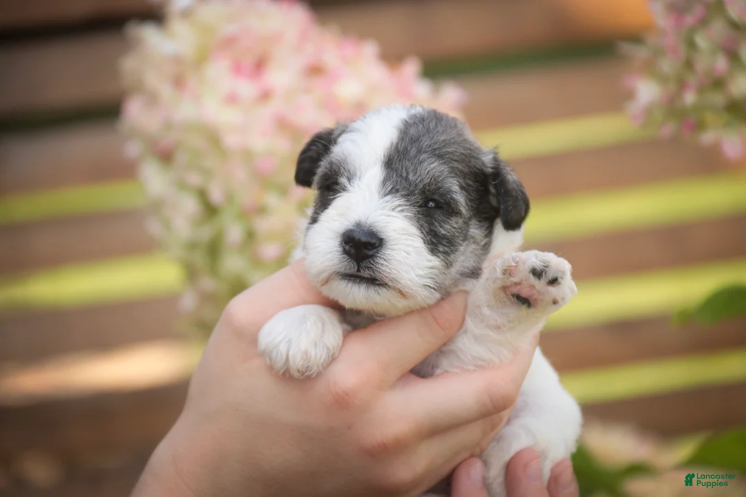 Miniature Schnauzer dogs for sale: Magnolia Miniature Schnauzer - Ad 2