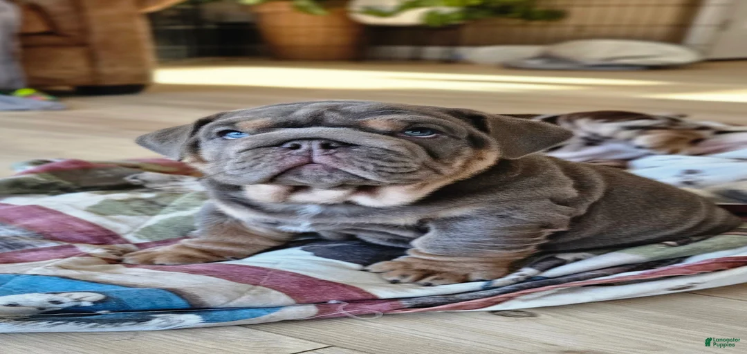 Gallery Image {{count}}