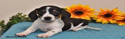 Miniature Dachshund dogs for sale: Lily - Ad 5