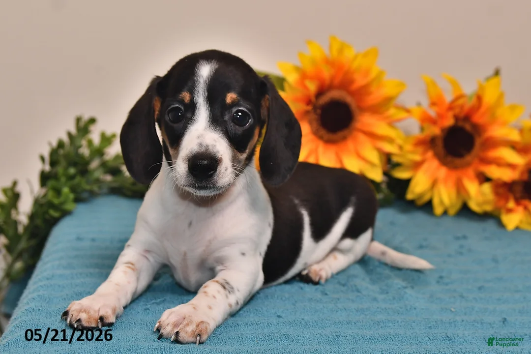 Miniature Dachshund dogs for sale: Lily - Ad 5