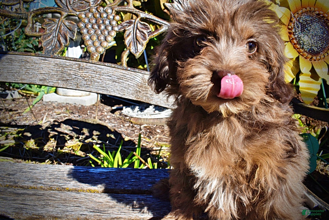 Havapoo dogs for sale: Gracie - Black Friday Sale - Ad 4