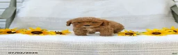 Cavapoo dogs for sale: Kelly - Ad 7