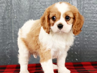 Cavalier King Charles Spaniel dogs Oliver - Ad 2