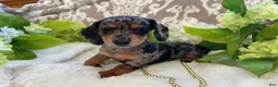 Miniature Dachshund dogs for sale: Elsie - Ad 13