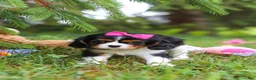 Cavalier King Charles Spaniel dogs for sale: Fern - Ad 6