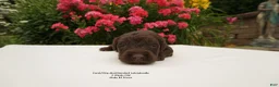 Australian Labradoodle dogs for sale: CCB5 - Ad 3