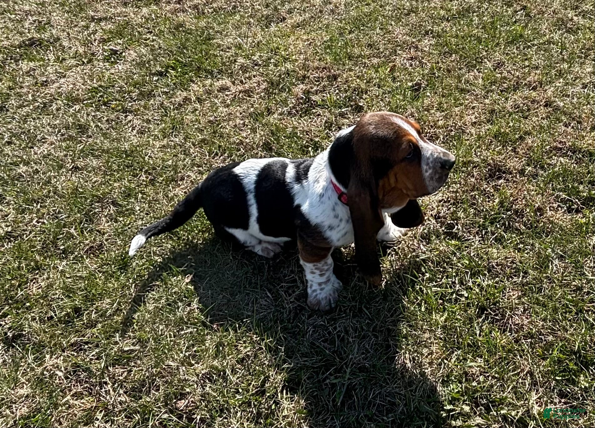Basset Hound dogs Basset Hound Puppy 2 - Ad 1