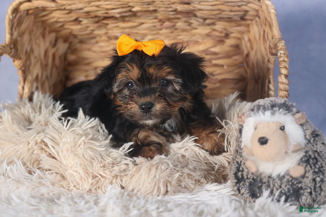 Yorkiepoo dogs for sale: JACK - Ad 3
