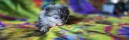 Pomeranian dogs for sale: Xavier Teacup  - Ad 8