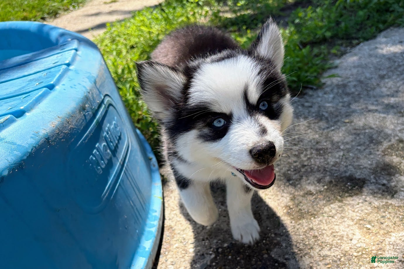 Pomsky dogs Vine - Ad 2