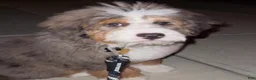 Mini Bernedoodle dogs for sale: Gordo - Ad 2