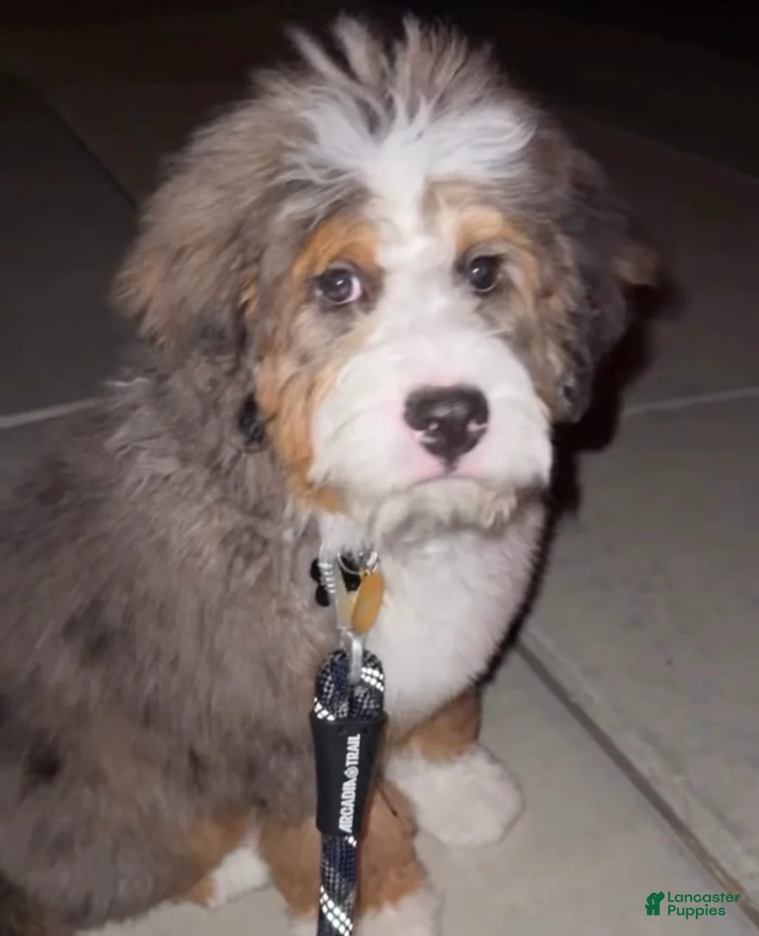 Mini Bernedoodle dogs for sale: Gordo - Ad 2